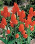 Orange Bouquet